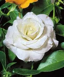 Rosa 'White Symphony'