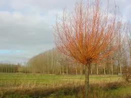Salix alba 'Chermesina'