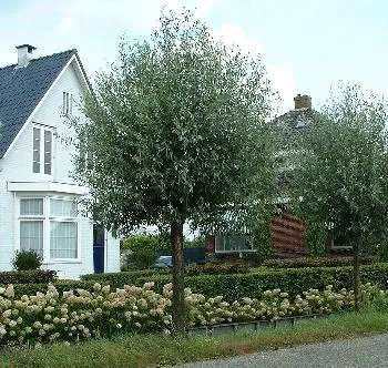 Salix alba 'Liempde'