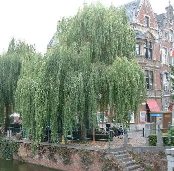 Salix alba 'Tristis'