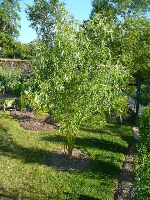 Salix babylonica 'Tortuosa'