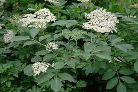 Sambucus nigra  VLIER