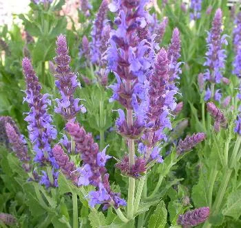 Salvia nem. 'Blauhuegel'