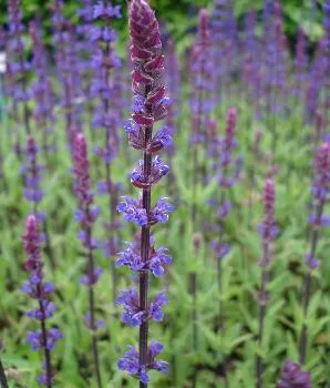 Salvia nem. 'Caradonna'