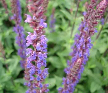 Salvia nem. 'Caradonna'