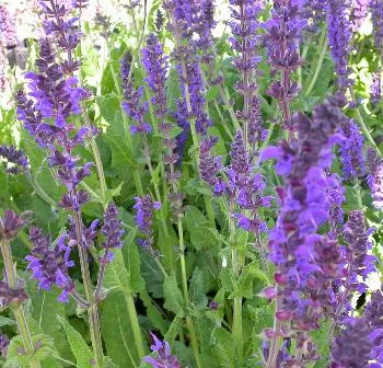Salvia nem. 'Dark Marvel'
