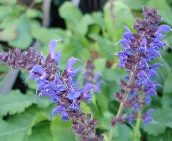 Salvia nem. 'Mainacht'