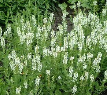 Salvia nem. 'Schneehugel'