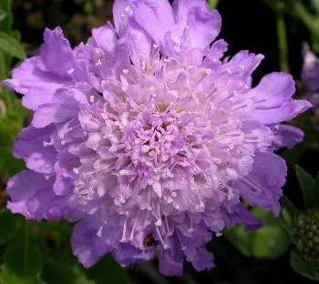 Scabiosa col. 'Butterfly Blue'