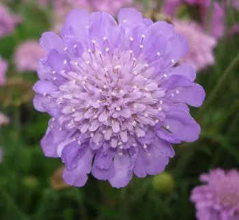 Scabiosa col. 'Butterfly Blue'