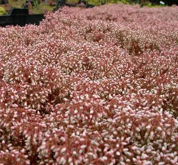 Sedum album 'Coral Carpet'