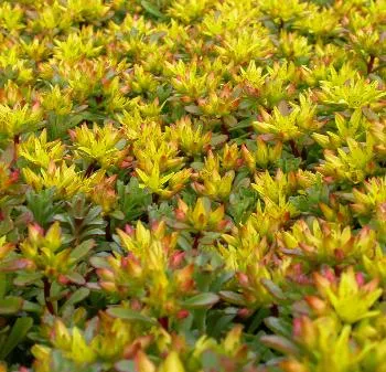 Sedum flor. 'Weihenstephaner Gold'