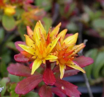 Sedum flor. 'Weihenstephaner Gold'