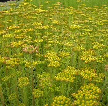 Sedum reflexum