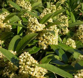 Skimmia jap. 'Finchy'