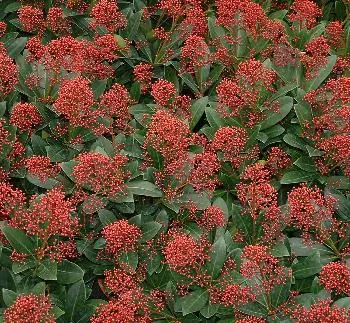Skimmia jap. 'Rubella'