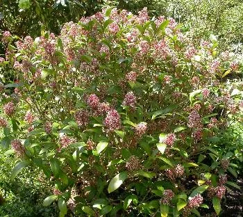 Skimmia jap. 'Rubella'