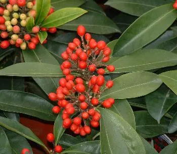 Skimmia reevesiana