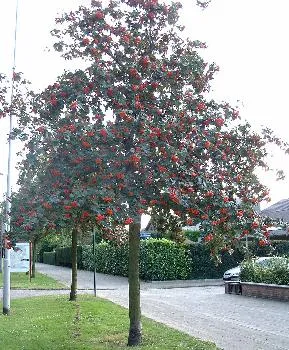 Sorbus int. 'Brouwers'