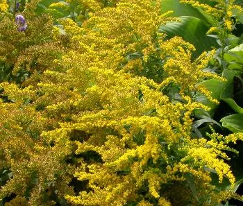 Solidago 'Goldkind'