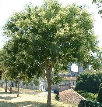 Sophora japonica