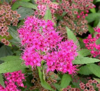 Spiraea b. 'Anthony Waterer'