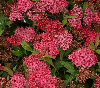 Spiraea b. 'Anthony Waterer'