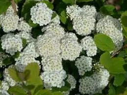 Spiraea betulifolia TOR