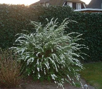 Spiraea cinerea 'Grefsheim'