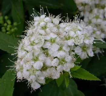 Spiraea j. 'Albiflora'