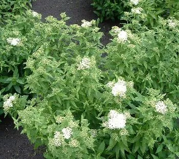 Spiraea j. 'Albiflora'