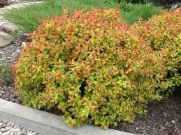 Spiraea jap. 'Firelight'