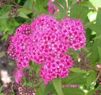 Spiraea jap. 'Genpei'