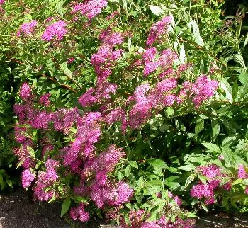 Spiraea jap. 'Genpei'