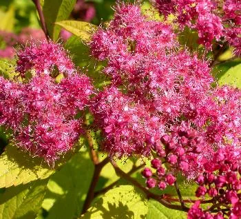 Spiraea jap 'Goldflame' lichtroos