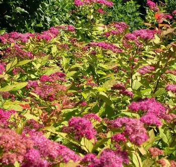 Spiraea jap 'Goldflame' lichtroos