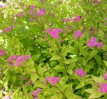 Spiraea j. 'Golden Princess'