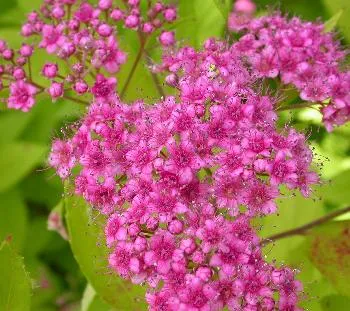 Spiraea j. 'Golden Princess'