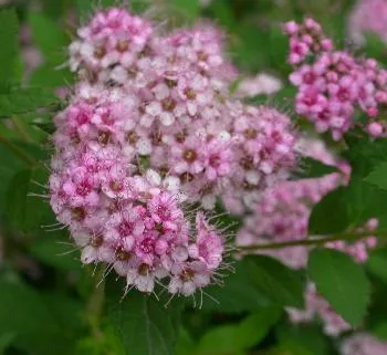 Spiraea j. 'Little Princess' lichtroos