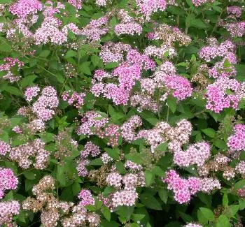 Spiraea j. 'Little Princess' lichtroos