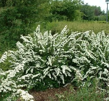 Spiraea n. 'Snowmound'