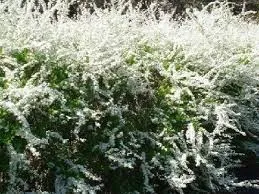 Spiraea thunbergii (wit) 4-5