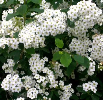 Spiraea vanhouttei