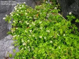 Stephanandra inc. 'Crispa'