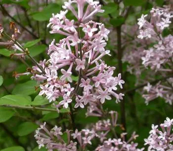Syringa bl Dark Purple