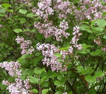 Syringa bl Dark Purple