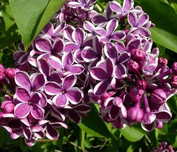 Syringa vulg. 'Lilac Wonder