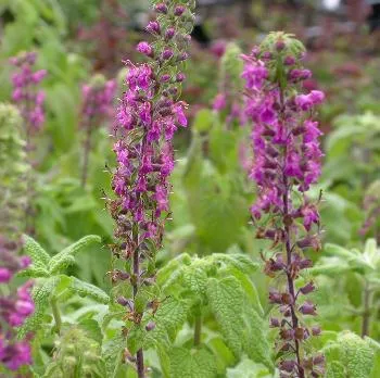 Teucrium hyrcanium