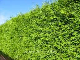 Thuja pl 'Atrovirens'