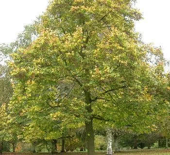 Tilia cordata winterlinde